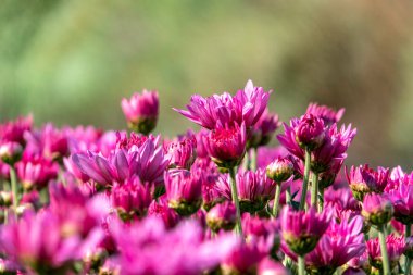 Bahçe ekili kasımpatıların pembe çiçekleri kapanıyor. Seçici odak.