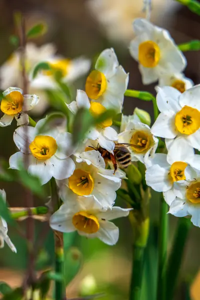 stock image Close up of a bee collecting nectar from flowering narcissus flowers. selective focus