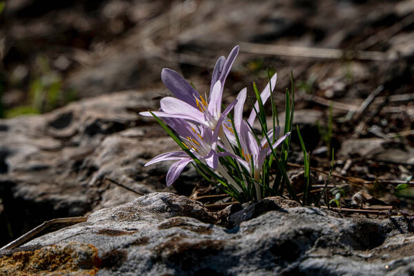 Delicate pink flowers of Colchicum autumnale, commonly known as autumn crocus close up. Blooming flowers.