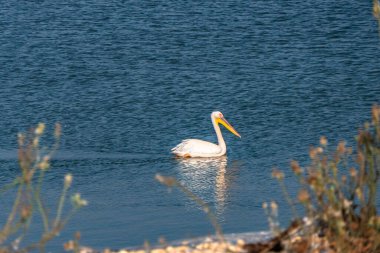 Mevsimsel göç sırasında İsrail 'de yapay bir gölette yüzen büyük beyaz Afrika pelikanı. Seçici odak