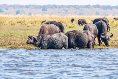 Buffaloes at a watering hole in Chobe National Park. Botswana