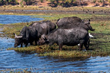 Buffaloes at a watering hole in Chobe National Park. Botswana