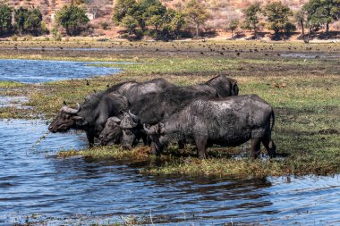 Buffaloes at a watering hole in Chobe National Park. Botswana