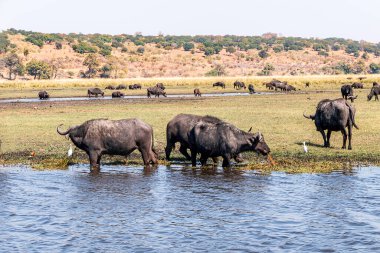 Buffaloes at a watering hole in Chobe National Park. Botswana