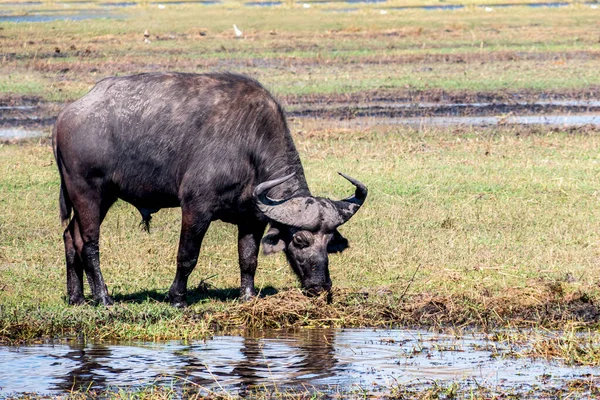 Buffaloes at a watering hole in Chobe National Park. Botswana