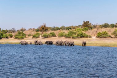 A group of African elephants at a watering hole on the Chobe River. Botswana