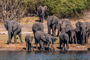 A group of African elephants at a watering hole on the Chobe River. Botswana