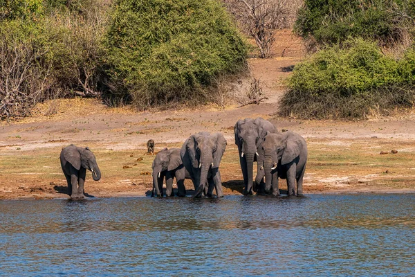 A group of African elephants at a watering hole on the Chobe River. Botswana