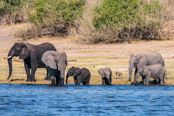 A group of African elephants at a watering hole on the Chobe River. Botswana