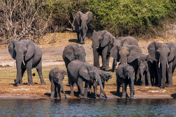 Группа Африканских Слонов Водопоя Реке Чобе Ботсвана Стоковое Изображение