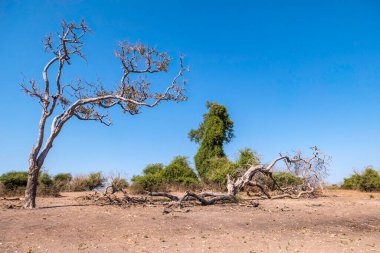 Winter landscape of Chobe National Park in Botswana. Trees without foliage and dry grass