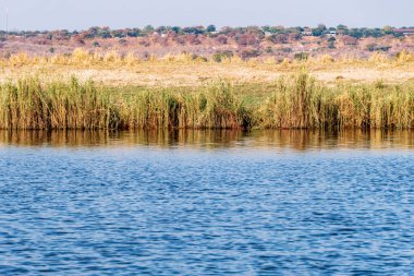 View of the banks and waters of the Chobe River in the Chobe National Park in Botswana. Reflection of vegetation in the water