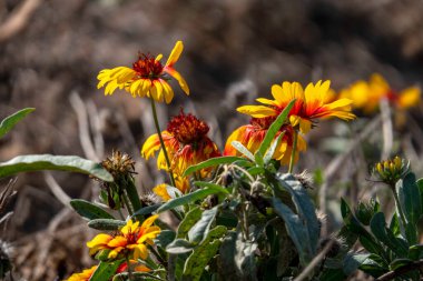 Colorful Blanket flower Gaillardia flower on blurred background close up Selective focus