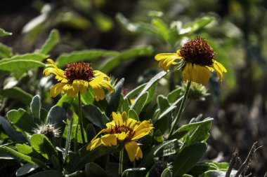Colorful Blanket flower Gaillardia flower on blurred background close up Selective focus
