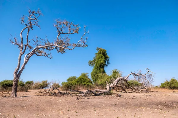 Winter landscape of Chobe National Park in Botswana. Trees without foliage and dry grass