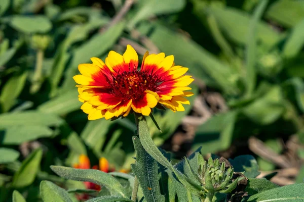 Colorful Blanket flower Gaillardia flower on blurred background close up Selective focus