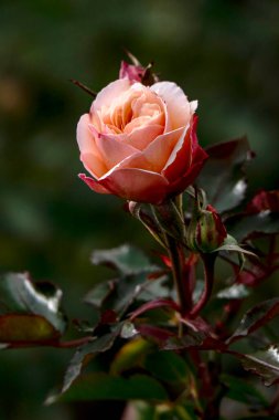 Single red yellow rose flower on a stem with bokeh background. Rose flower bush with multiple buds. Closeup