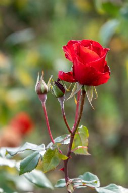 Single red rose flower on a stem with bokeh background. Rose flower bush with multiple buds. Closeup