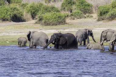 Chobe Ulusal Parkı 'ndaki bir su birikintisinde içen Afrika filleri ailesi. Botswana, Afrika.