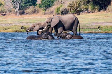 Chobe Ulusal Parkı 'ndaki bir su birikintisinde içen Afrika filleri ailesi. Botswana, Afrika.
