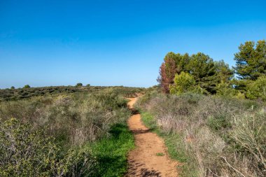 Sandy road between green bushes and trees. Israel