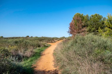 Sandy road between green bushes and trees. Israel