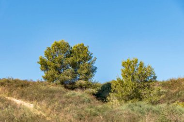 Sandy road between green bushes and trees. Israel