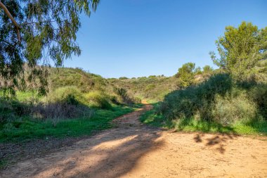 Sandy road between green bushes and trees. Israel