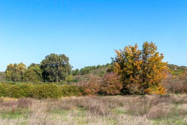 Sandy road between green bushes and trees. Israel