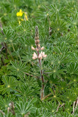 Blooming pink lupine flowers close up among green foliage