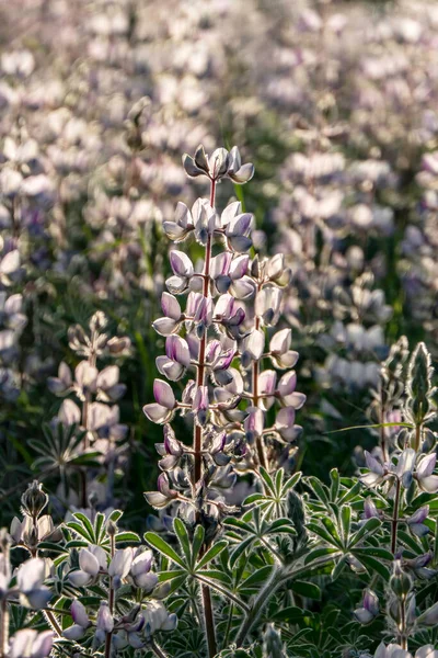 在早晨的阳光下 野花盛开 粉红羽扇豆丛生 以色列 — 图库照片