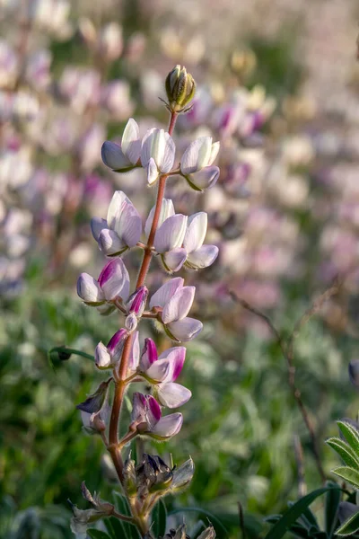 Wild Blooming Pink Lupins Close Morning Sun Israel — стоковое фото