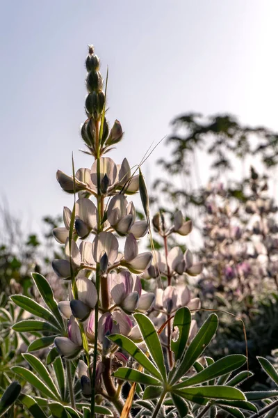 Wild Blooming Pink Lupins Close Morning Sun Israel — 图库照片