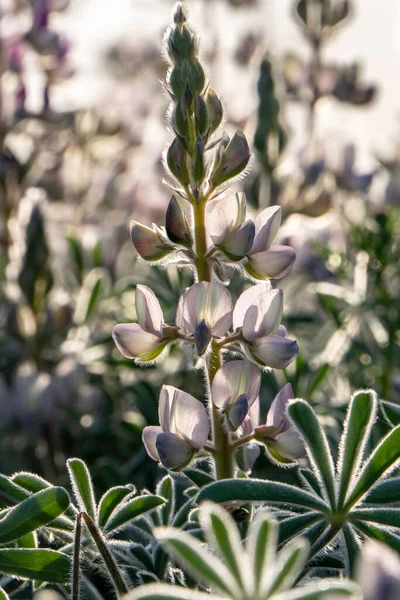Wild Blooming Pink Lupins Close Morning Sun Israel — 스톡 사진