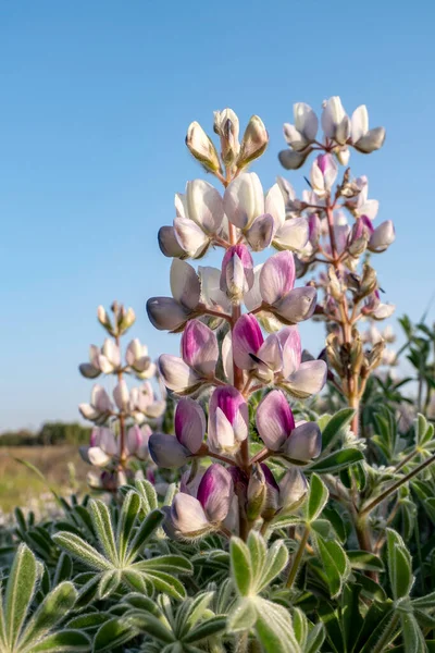 Wild Blooming Pink Lupins Close Morning Sun Israel — стоковое фото