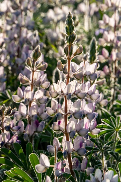Field Wild Blooming Pink Lupins Morning Sun Israel — Photo