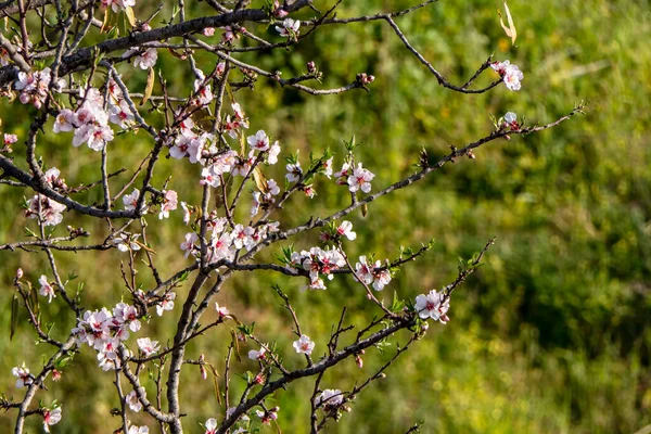 Almond flowers close up on a blurred background. Israel