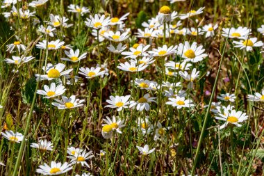 Vahşi yaz çayırları, beyaz yapraklı çiçek başları. Yaban papatyaların beyaz çiçekleri güneşte yeşil çimlerin arasında.