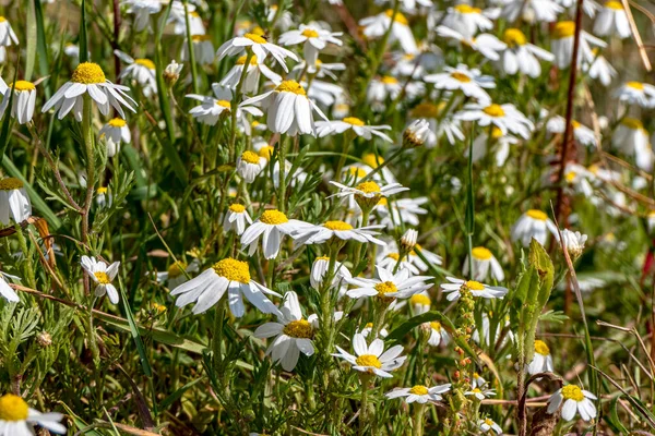 Vahşi Yaz Çayırları Beyaz Yapraklı Çiçek Başları Yaban Papatyaların Beyaz — Stok fotoğraf