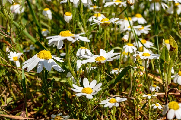 stock image Wild summer flowering meadow, flower head with white petals. White flowers of wild daisies among the green grass close-up in the sun