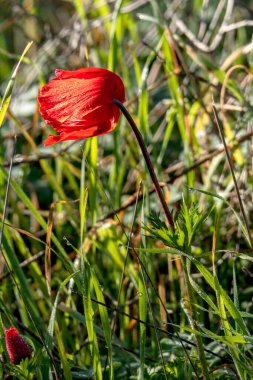Yeşil çimenlerin arasında kırmızı yaban şakayığı çiçekleri