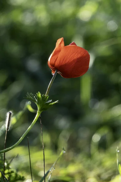Röd Vild Anemon Blommor Bland Grönt Gräs Närbild — Stockfoto