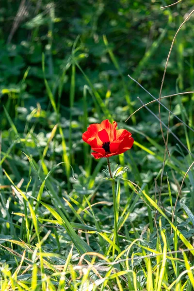 Flores Anémona Silvestre Roja Entre Hierba Verde Cerca —  Fotos de Stock