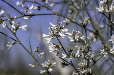Retama çalılarının beyaz çiçekleri. İlkbahar. İsrail