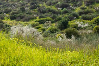 Retama çalılarının beyaz çiçekleri. İlkbahar. İsrail