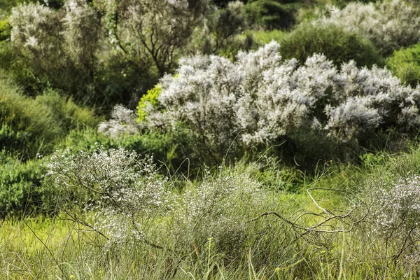 Retama Çalılarının Beyaz Çiçekleri Lkbahar Srail — Stok fotoğraf