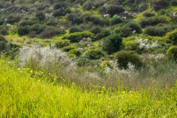 Flores Blancas Arbustos Retama Florecientes Primavera Israel —  Fotos de Stock