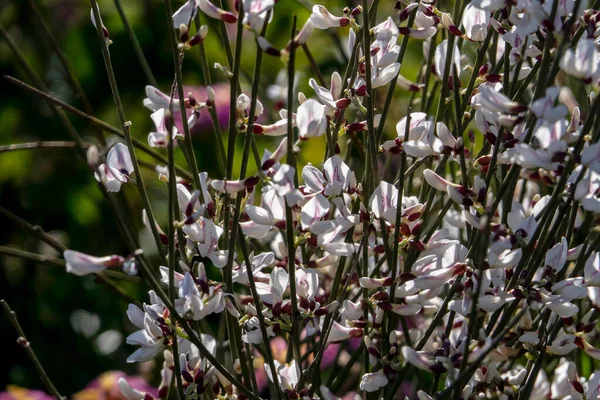 Flores Blancas Arbustos Retama Florecientes Primavera Israel — Foto de Stock