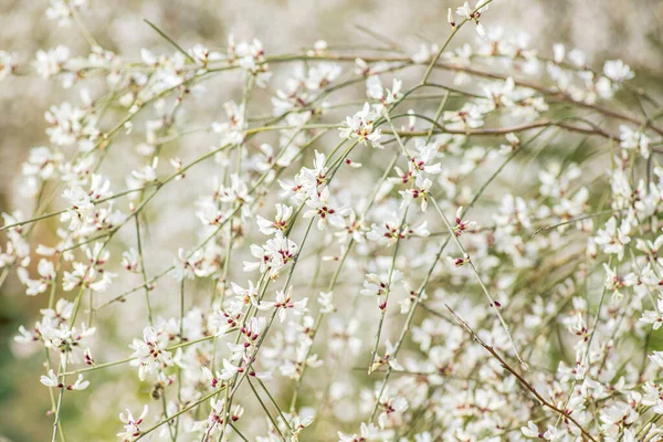 Белые Цветы Цветущих Кустов Ретамы Весной Израиль Лицензионные Стоковые Изображения