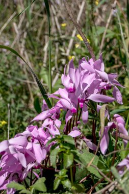 Yeşil çimenler arasında çiçek açan siklamenlerin pembe çiçekleri. İsrail